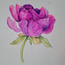 Watercolour peony