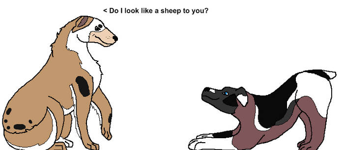 Not a Sheep