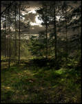 Background - Woods by Eirian-stock