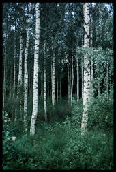 BG Birch Grove I