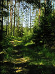 BG Forest Path