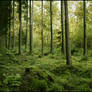 BG Green Woods