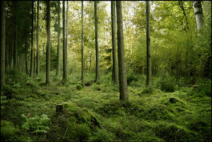 BG Green Woods by Eirian-stock