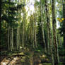 BG Afternoon Woods