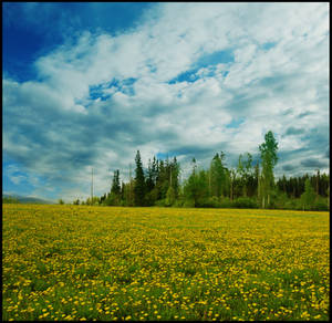 BG Dandelion Field