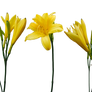 Yellow Lilies