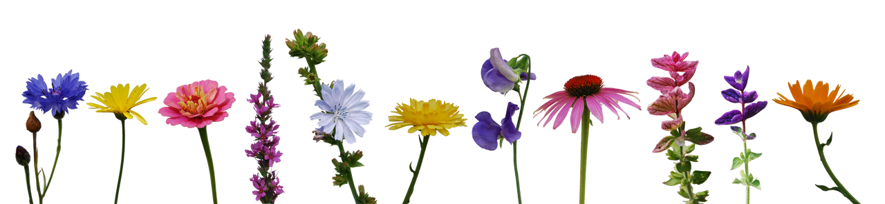 Flower Collection II by Eirian-stock
