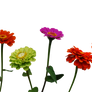 Zinnias