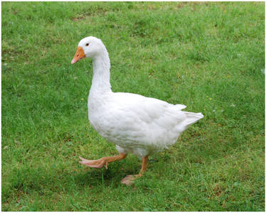 White Goose III