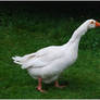 White Goose IV