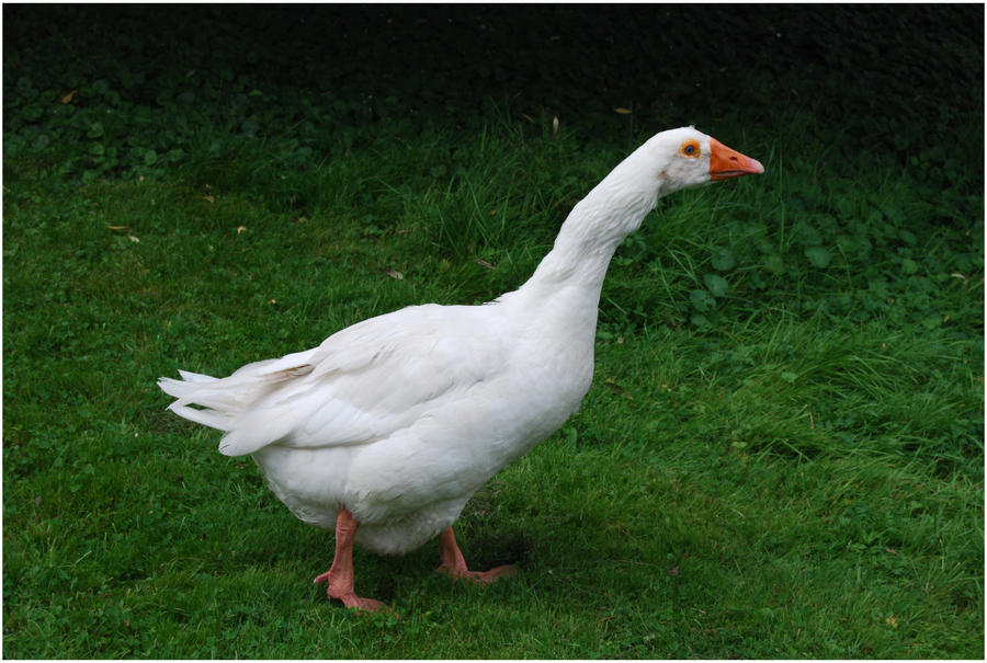 White Goose IV