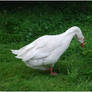 White Goose V