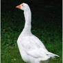 White Goose VI