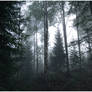 BG Forest Mist I