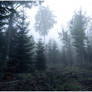 BG Forest Mist II