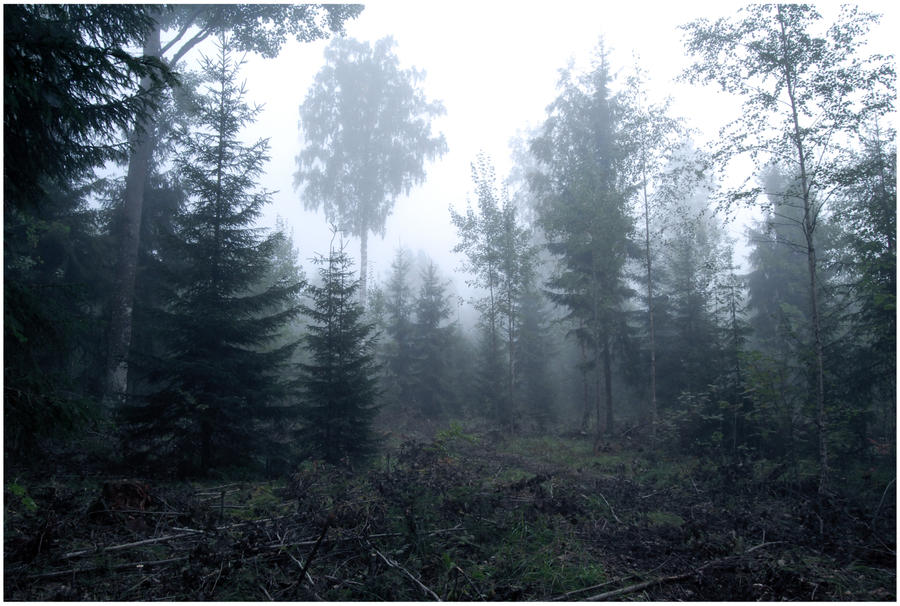BG Forest Mist II
