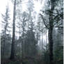 BG Forest Mist III