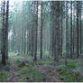 BG Pine Forest I