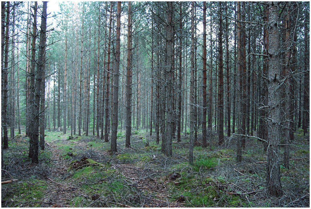 BG Pine Forest I