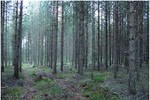 BG Pine Forest I