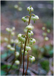 Snowline Wintergreen