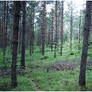 BG Pine Forest II