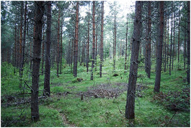 BG Pine Forest II