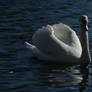 The Swan Song II