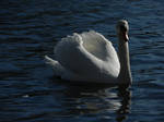The Swan Song II