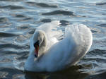 The Swan Song V