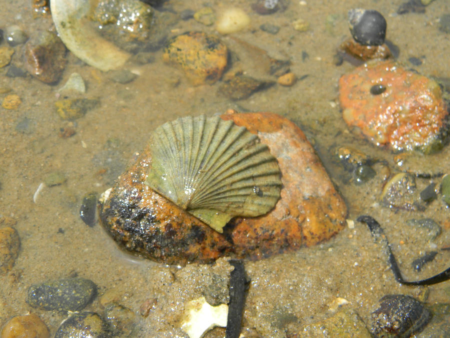 The Perfect Shell by CTONeil on DeviantArt