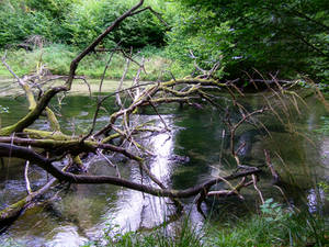 Forest river 7
