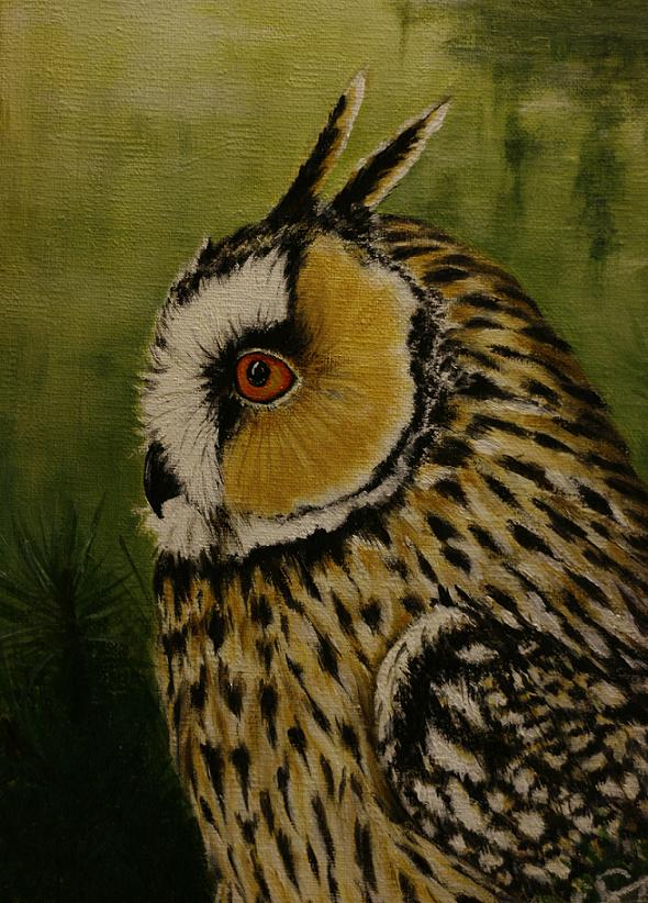 Long Eared Owl