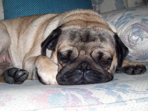 Pug Ladybug Ladybug the pug by Roseux on DeviantArt