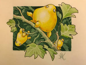 Solanum Mammosum