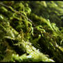 Moss