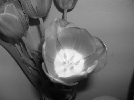 black n white tulip from above
