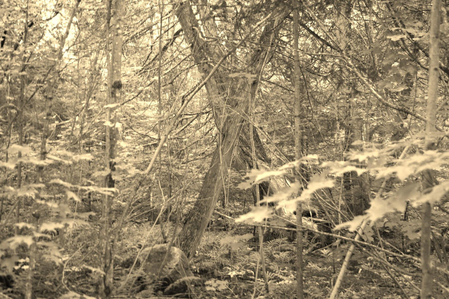 forest black and white