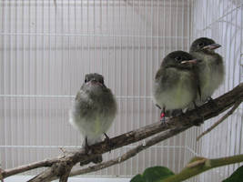 Juvenile Eastern Phoebes