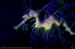 The Leafy Seadragon by signed-silence