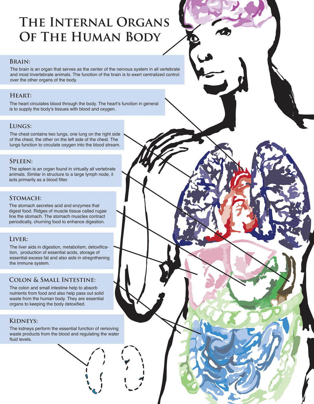 Map of the human body by ThaikiUchiha on DeviantArt
