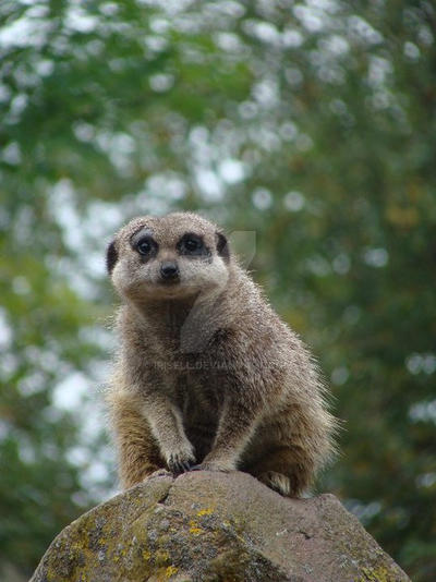 Meerkat