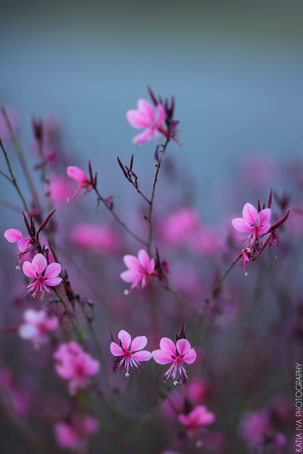 Outdoor Ikebana