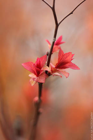 Paint Me a Spring by katia-iva Paint Me a Spring by katia-iva