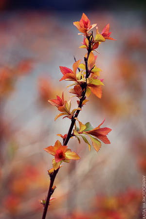 Vibrance by katia-iva Vibrance by katia-iva