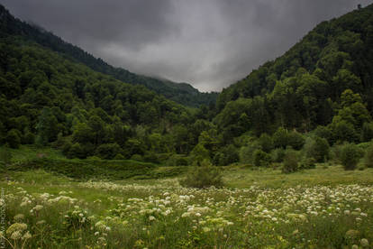 Countless Shades of Green