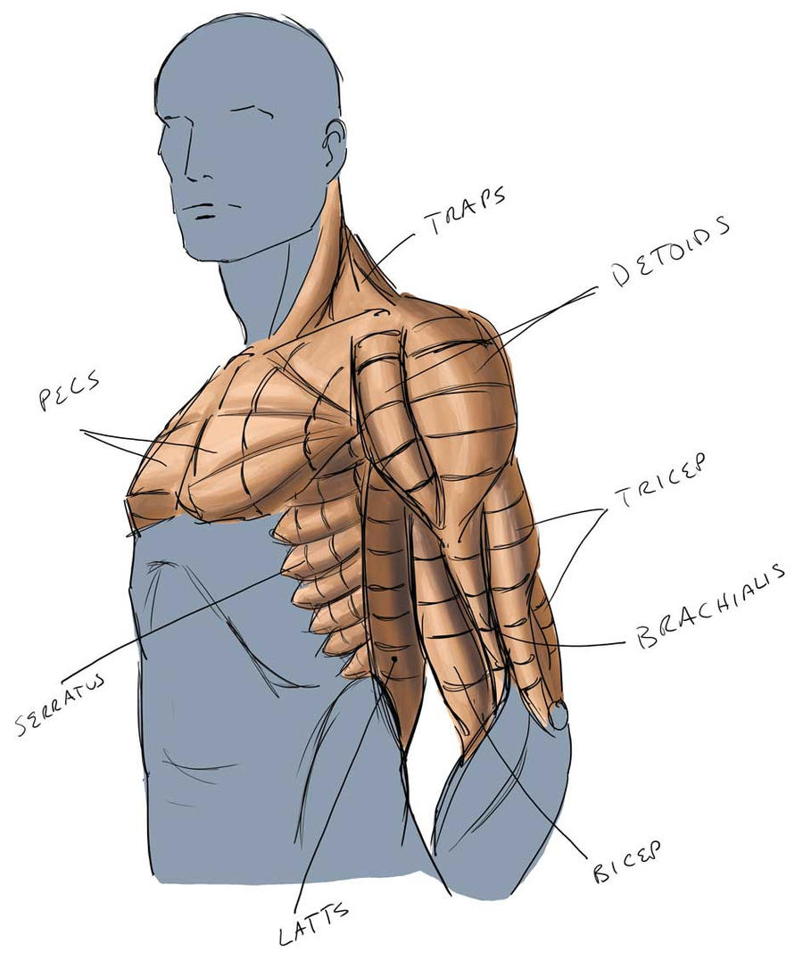 Upper Body Anatomy 5 by MaxAKbar on DeviantArt