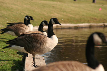 Day at the park 2