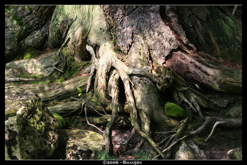 roots roots bloody roots by Bman50x on DeviantArt
