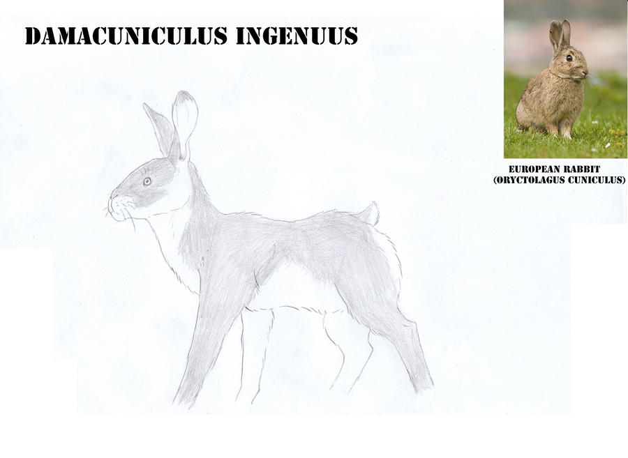 Damacuniculus